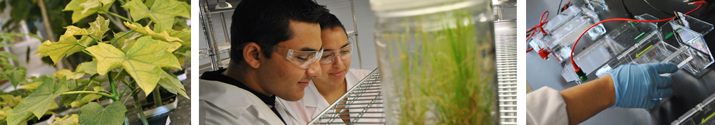 plants; two researchers in a plant lab; a gloved hand manipulates a scientific device