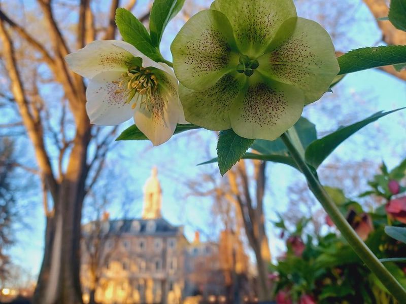 A closeup of a green flower with a blurred Old Main in the background