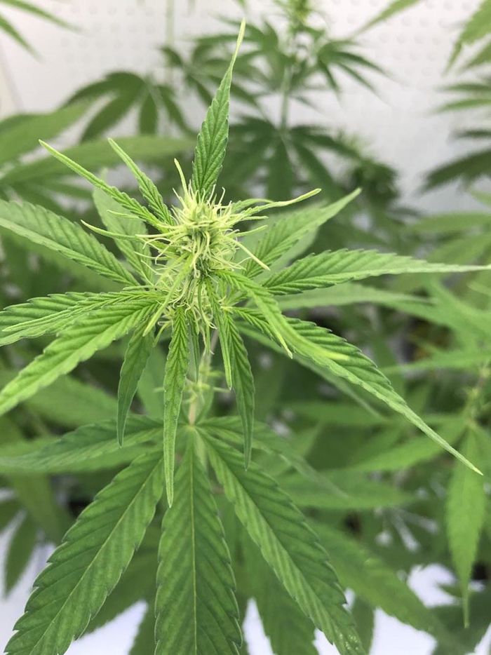 CRS-1 Female Hemp Plant, Cannabis Sativa