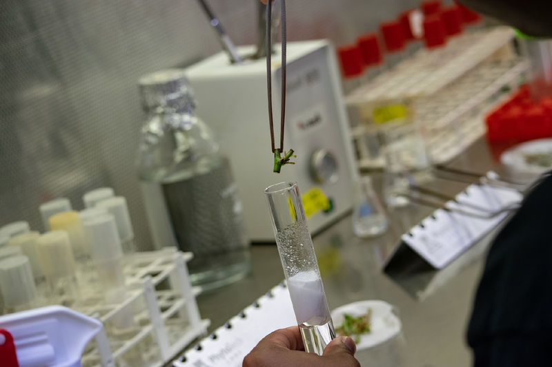 Closeup of a plant stem being placed into a test tube using tweezers