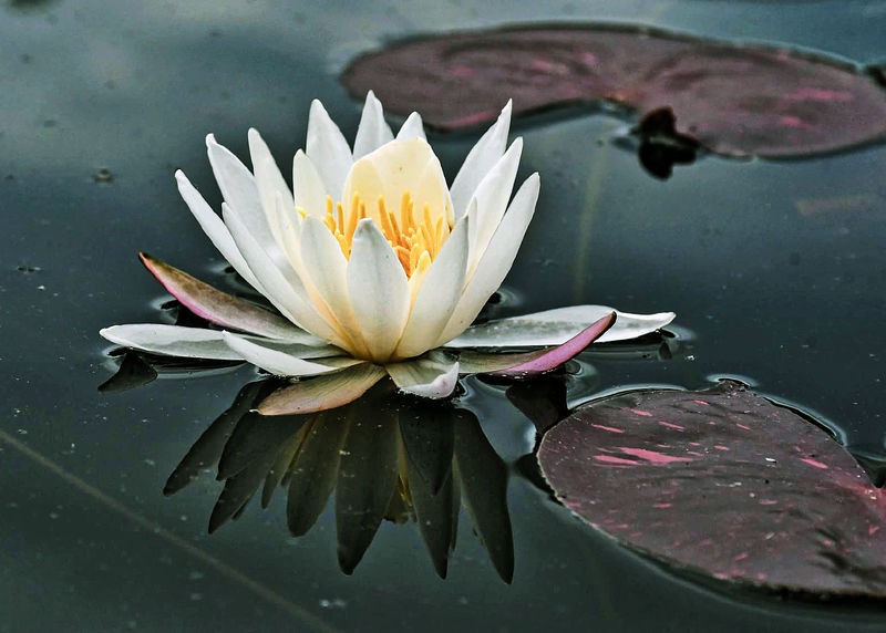 A white water lily floating on water