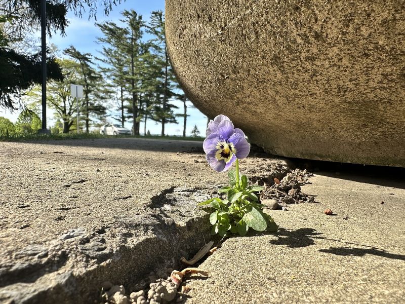 A small purple flower grows in the crack of a sidewalk