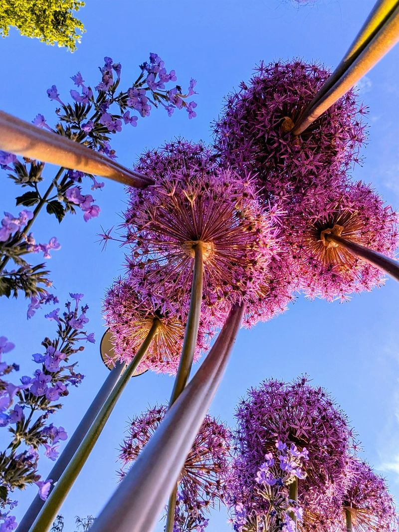 A picture looking up to the sky through a group of purple flowers