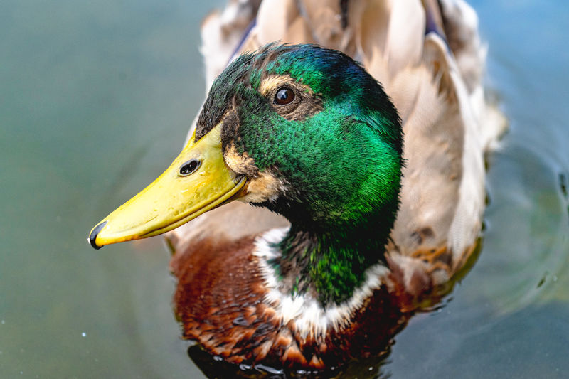 A close up of a mallard duck
