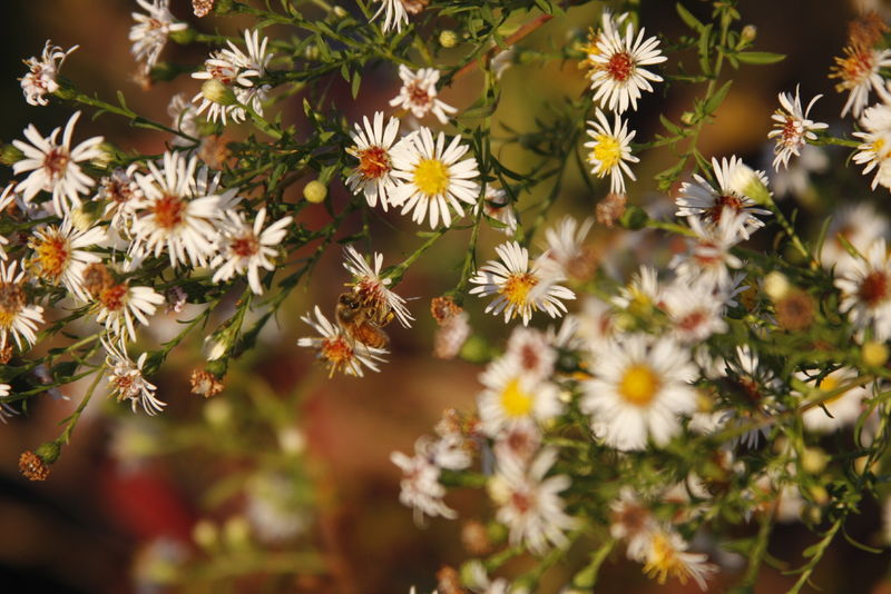 A close up shot of white flowers with a honey bee on one of theem