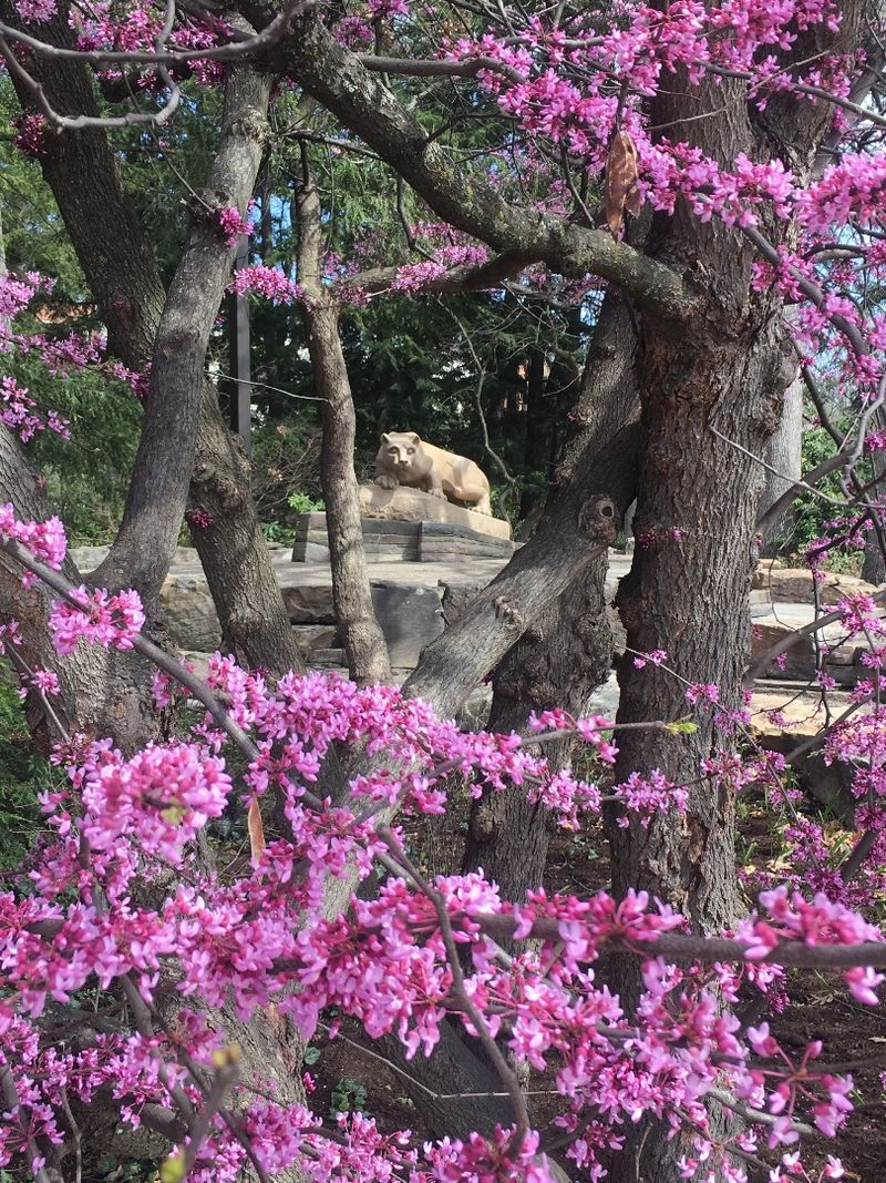 The Nittany Lion shrine framed by pink redbud limbs