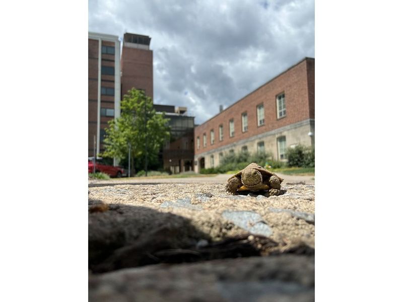 A small turtle crawls on a sidewalk
