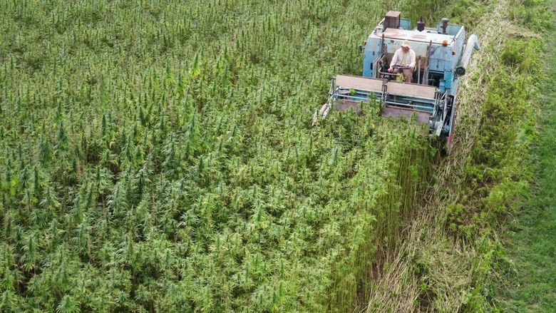 A person farms hemp from a vast field riding a harvester
