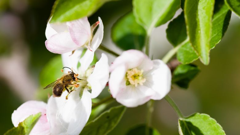 A bee on a white flower