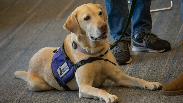 A dog wearing a Susquehanna Service Dogs vest lays on the ground