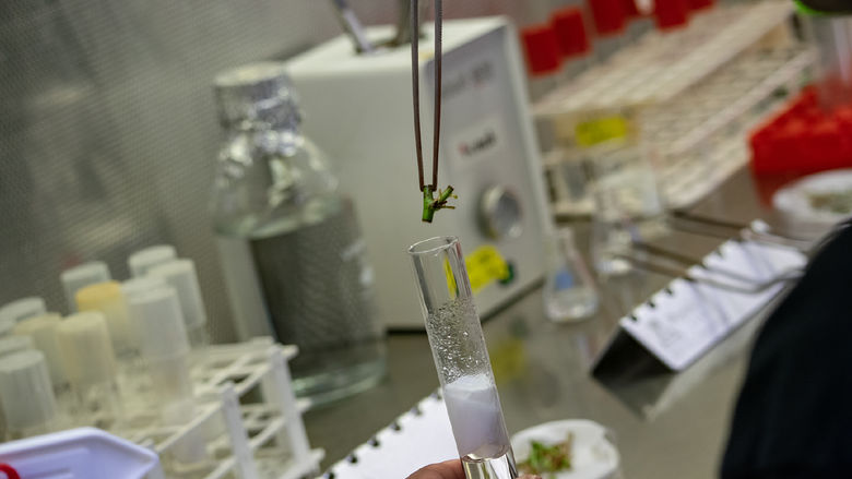 Closeup of a plant stem being placed into a test tube using tweezers