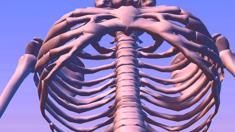 Looking up into ribcage