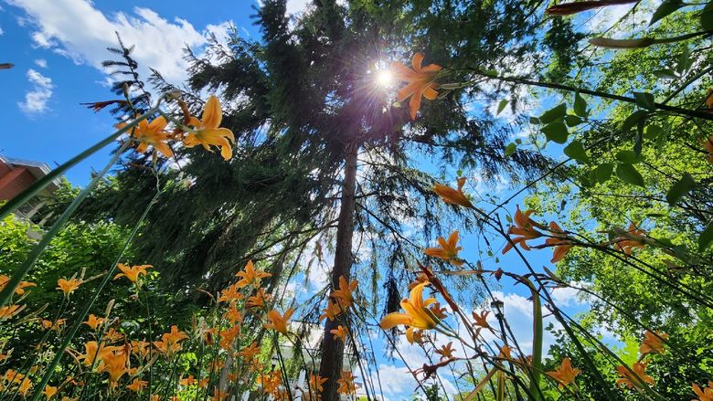A picture looking up to the sun through a patch of orange flowers and trees