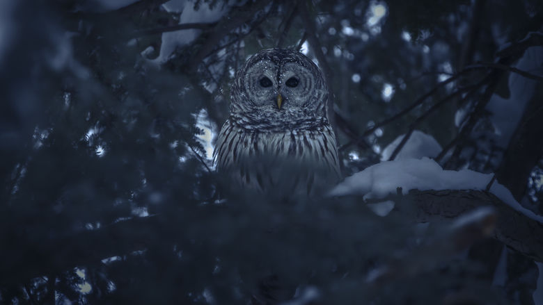 An owl sits in a snow-covered tree