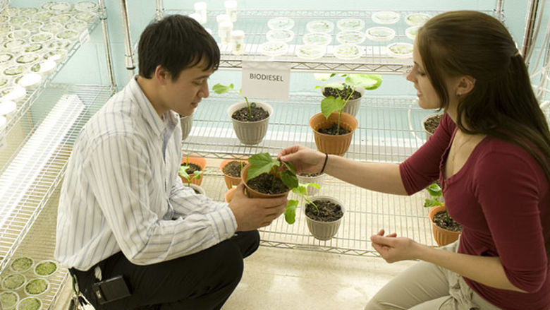 Students examine plants involved in biofuels research
