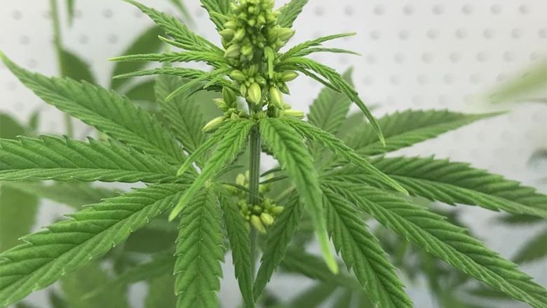 CRS-1 Male Hemp Plant, Cannabis Sativa