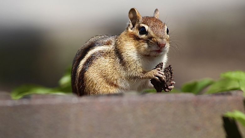 A chipmunk holding a nut