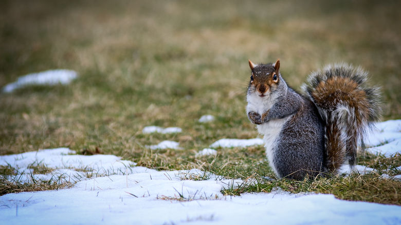 A squirrel on grass with melting snow