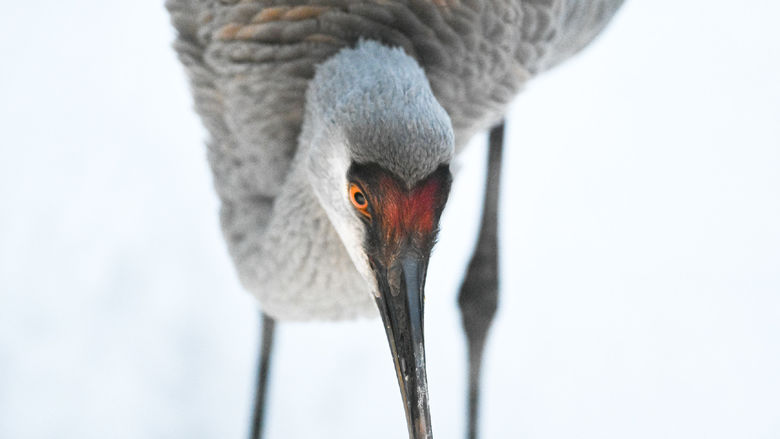 A close up picture of a sandhill crane in the snow