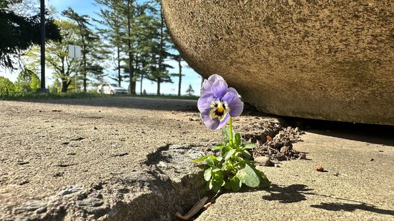 A small purple flower grows in the crack of a sidewalk
