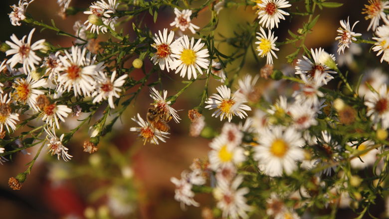 A close up shot of white flowers with a honey bee on one of theem