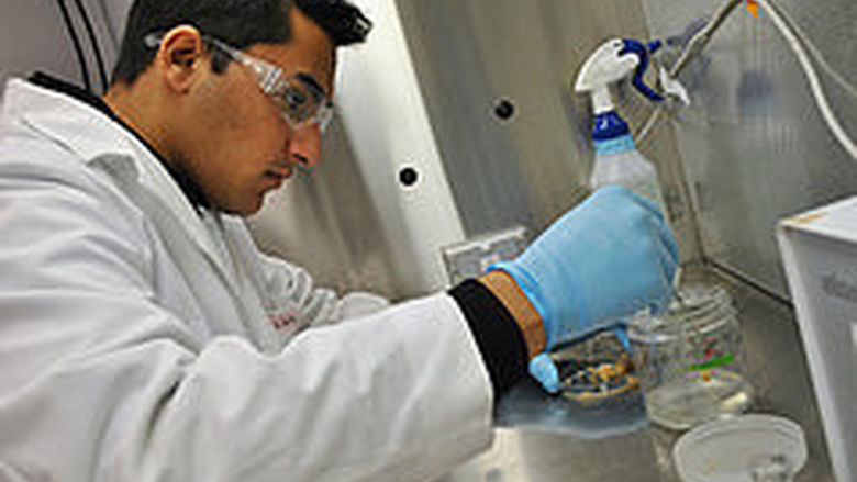 NSF Student Working in Lab