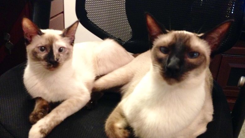 two cats