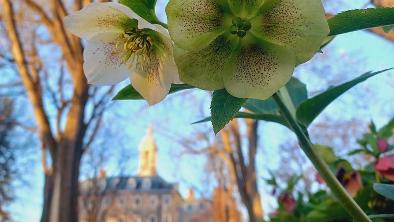 A closeup of a green flower with a blurred Old Main in the background