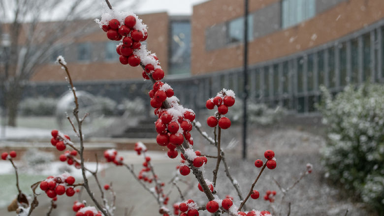 A plant with red berries in front of a snowy background