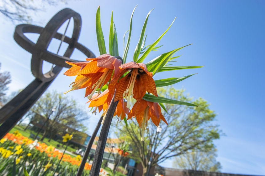 An orange flower with a Penn State landmark in the background